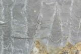 Polished Stromatolite (Kussiella) Slab - Russia #91815-1